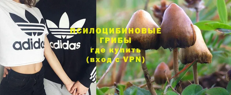 Галлюциногенные грибы Psilocybe  Солигалич 